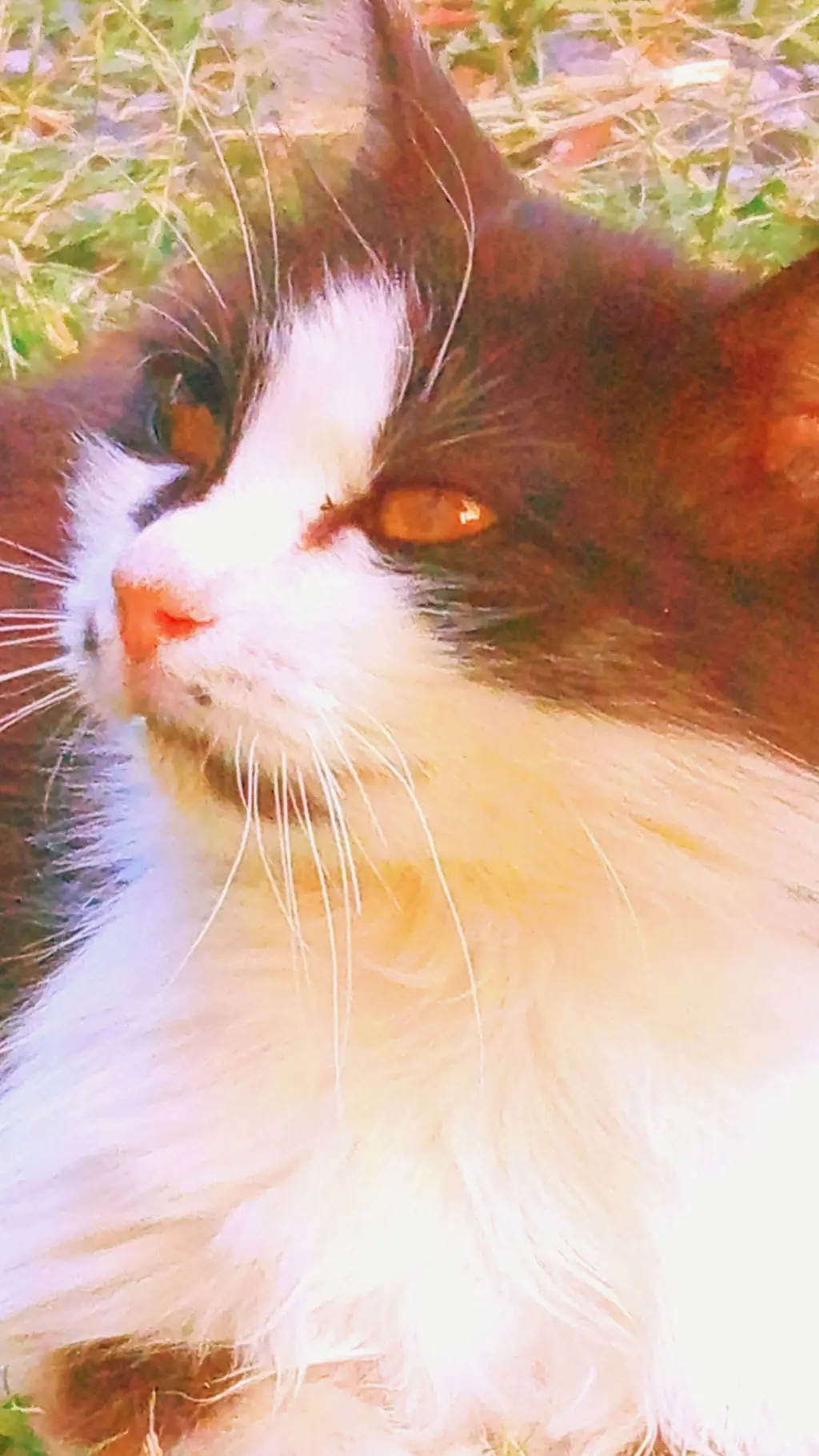 ai character: Mimi(my cat) background