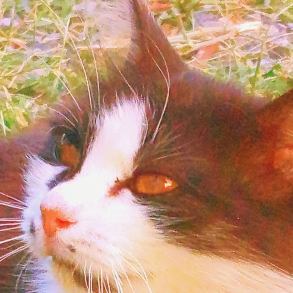 chat with ai character: Mimi(my cat)