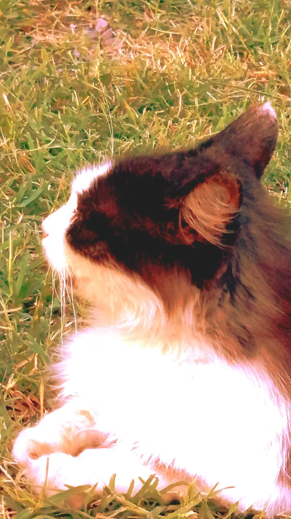 ai character: Mimi(my cat 2)  background