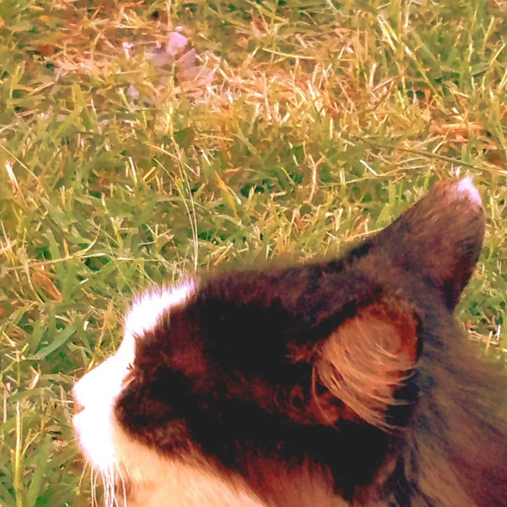 chat with ai character: Mimi(my cat 2) 