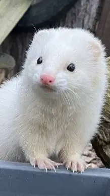 ai character: Ferret background