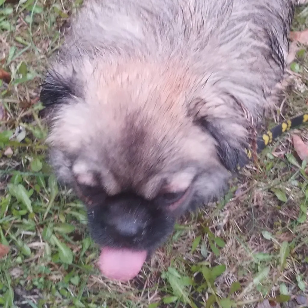 chat with ai character: Abandoned Puppy