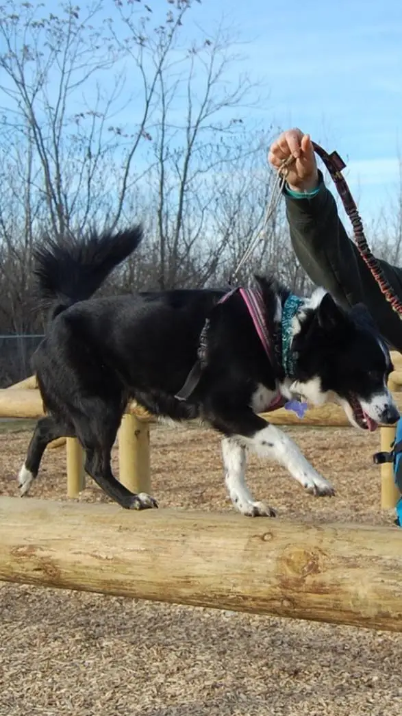 ai character: Parkour dog School background