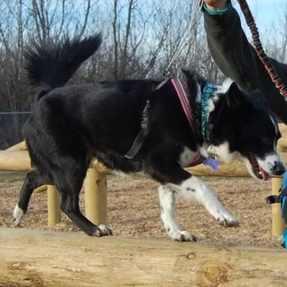 chat with ai character: Parkour dog School