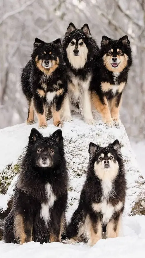 ai character: Lapphund Sled Team background