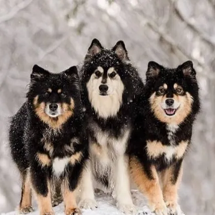 chat with ai character: Lapphund Sled Team