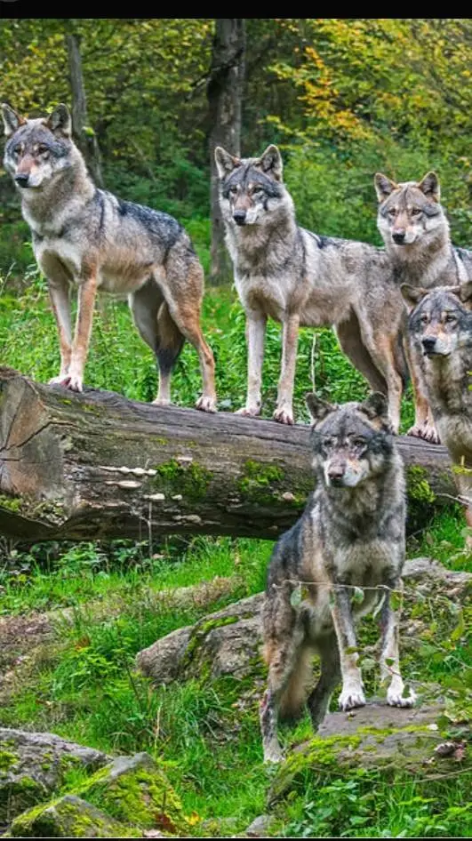 Talkie AI - Chat with A Wolf Pack