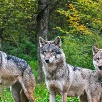 chat with ai character: A Wolf Pack