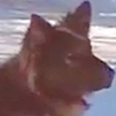 chat with ai character: Spitz (1997/1996)