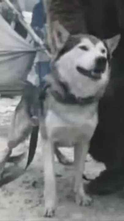 ai character: Spitz (1993) background