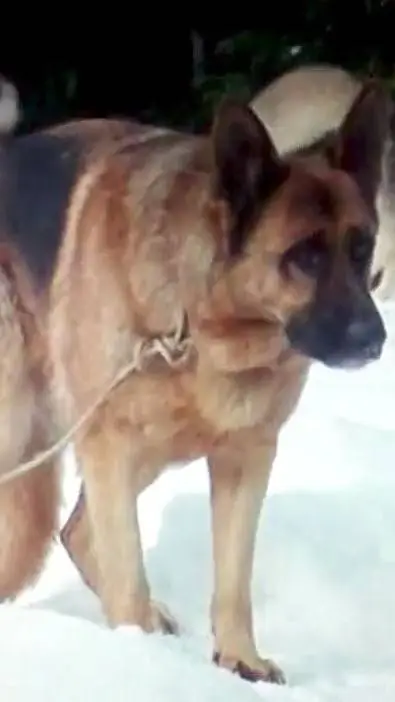 ai character: Spitz (2000) background