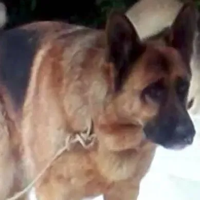 chat with ai character: Spitz (2000)