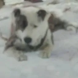 chat with ai character: Jo (TCOTW 2020)