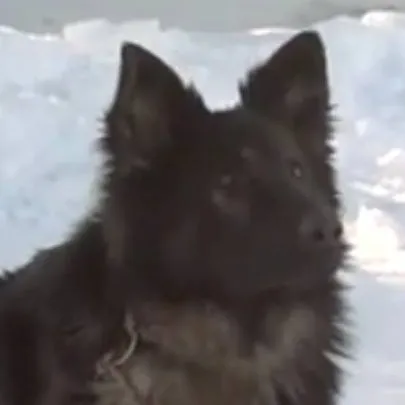 chat with ai character: Spitz (1997)