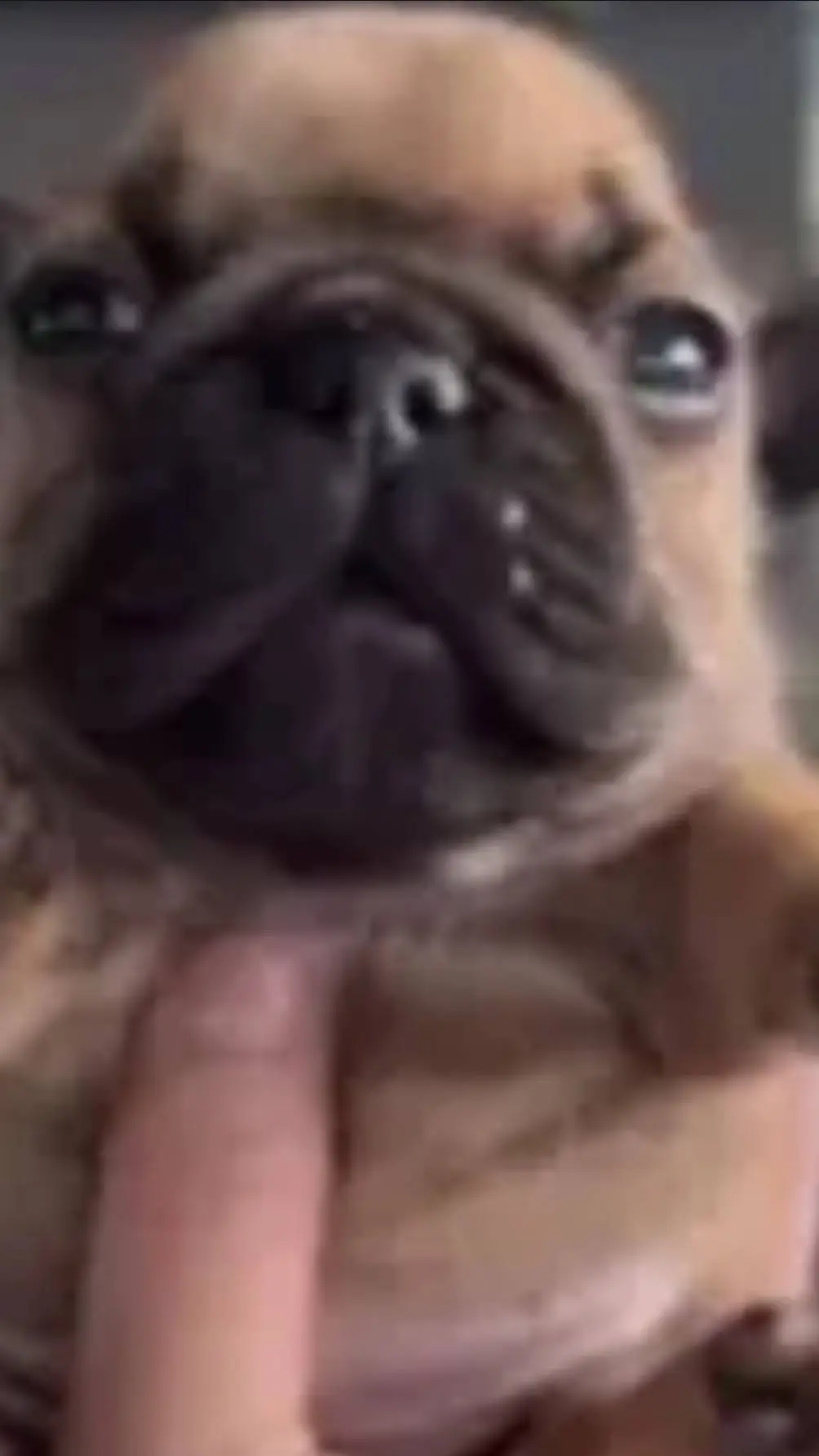 ai character: Pibble background