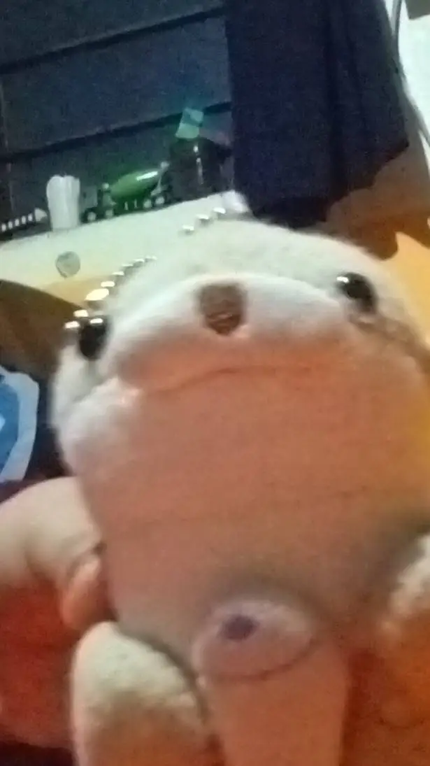 ai character: nutrin background