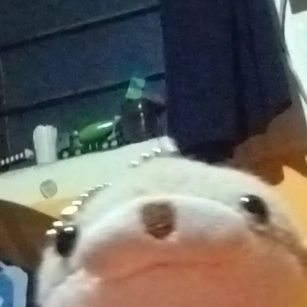 chat with ai character: nutrin