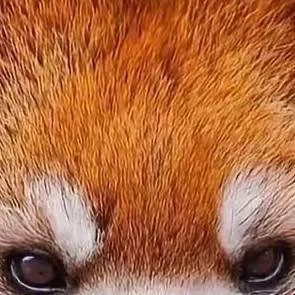 chat with ai character: red Panda 