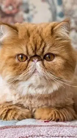 ai character: egzotik kedi erkek background