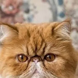 chat with ai character: egzotik kedi erkek