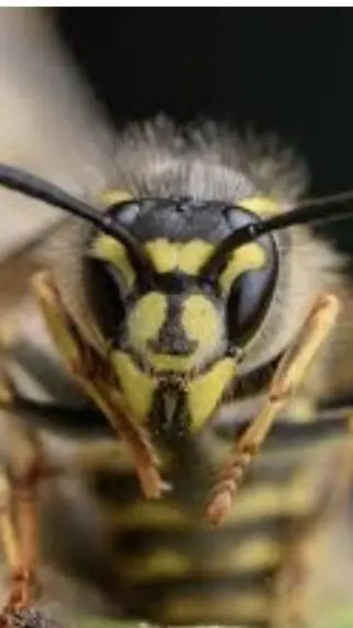 ai character: Wasp background