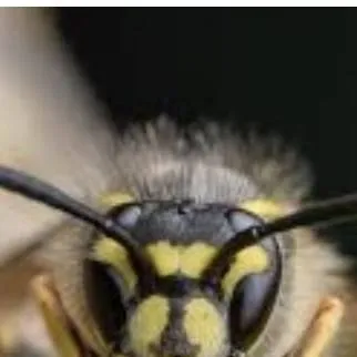 chat with ai character: Wasp