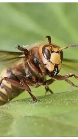 ai character: Hornet background