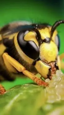 ai character: Nice wasp  background