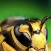 chat with ai character: Nice wasp 