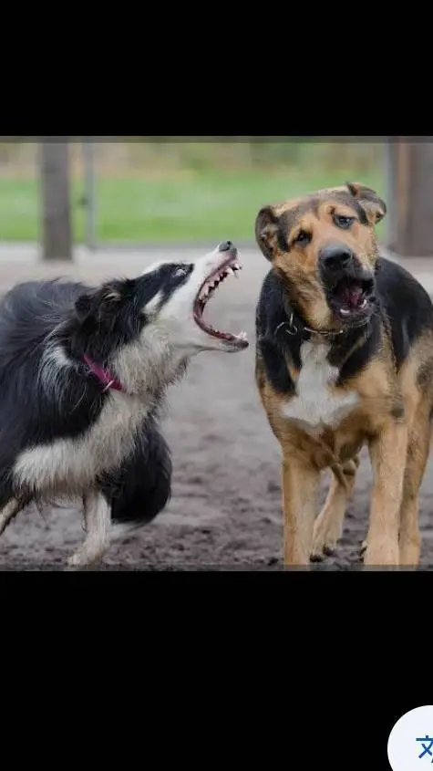 ai character: perro agresivo  background