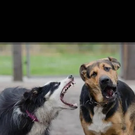 chat with ai character: perro agresivo 