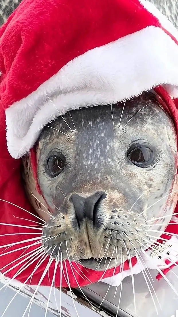 ai character: FOCAAA background