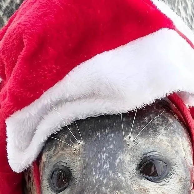 chat with ai character: FOCAAA