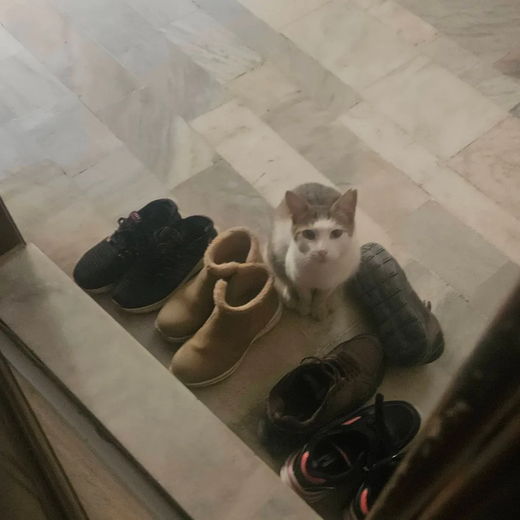 chat with ai character: Sitenizdeki Kedi
