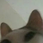 chat with ai character: assasin dummy