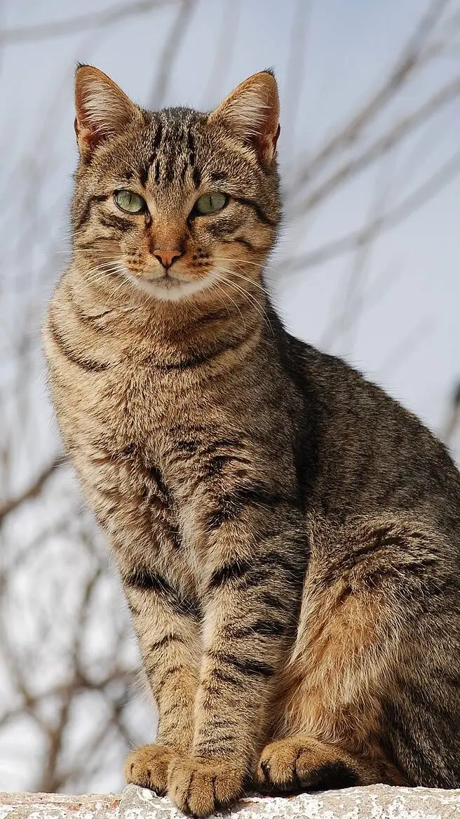ai character: normal cat background