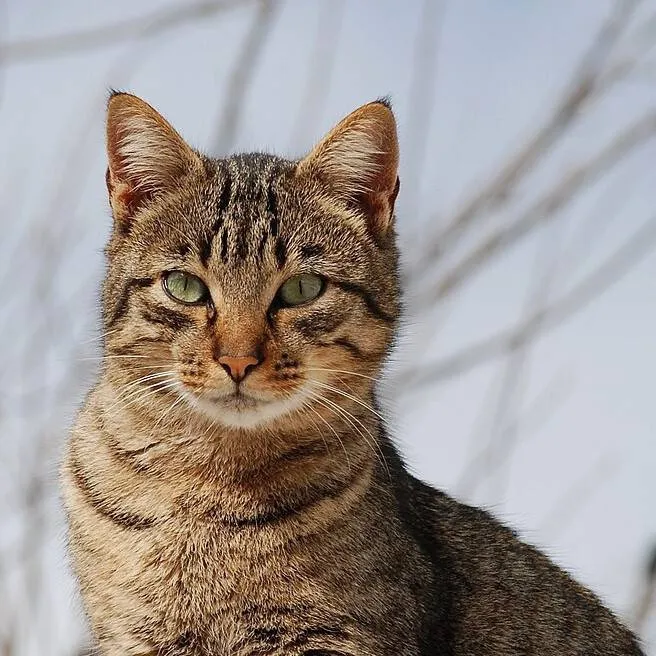 chat with ai character: normal cat