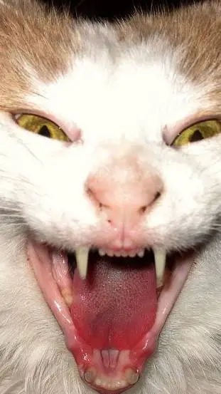 ai character: scary cat background