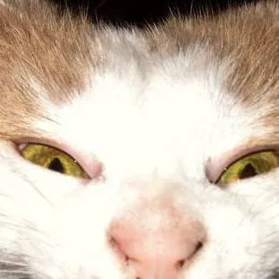 chat with ai character: scary cat