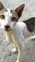 ai character: catdog background