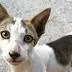 chat with ai character: catdog