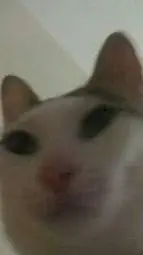 ai character: goofy cat background