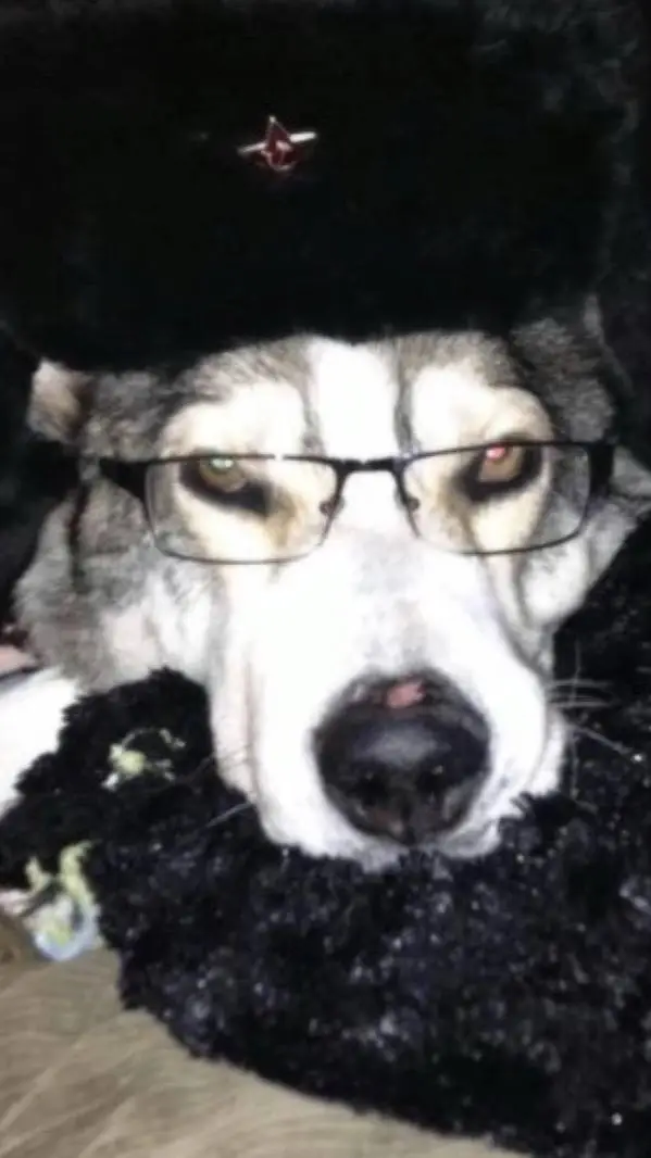 ai character: livillian background