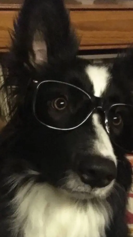 ai character: 🕊Gluppy🕊 background