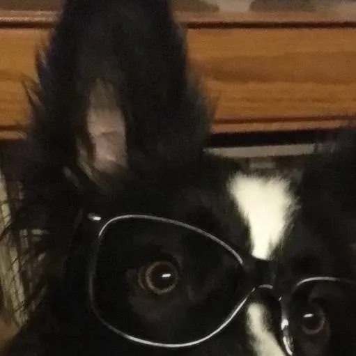 chat with ai character: 🕊Gluppy🕊