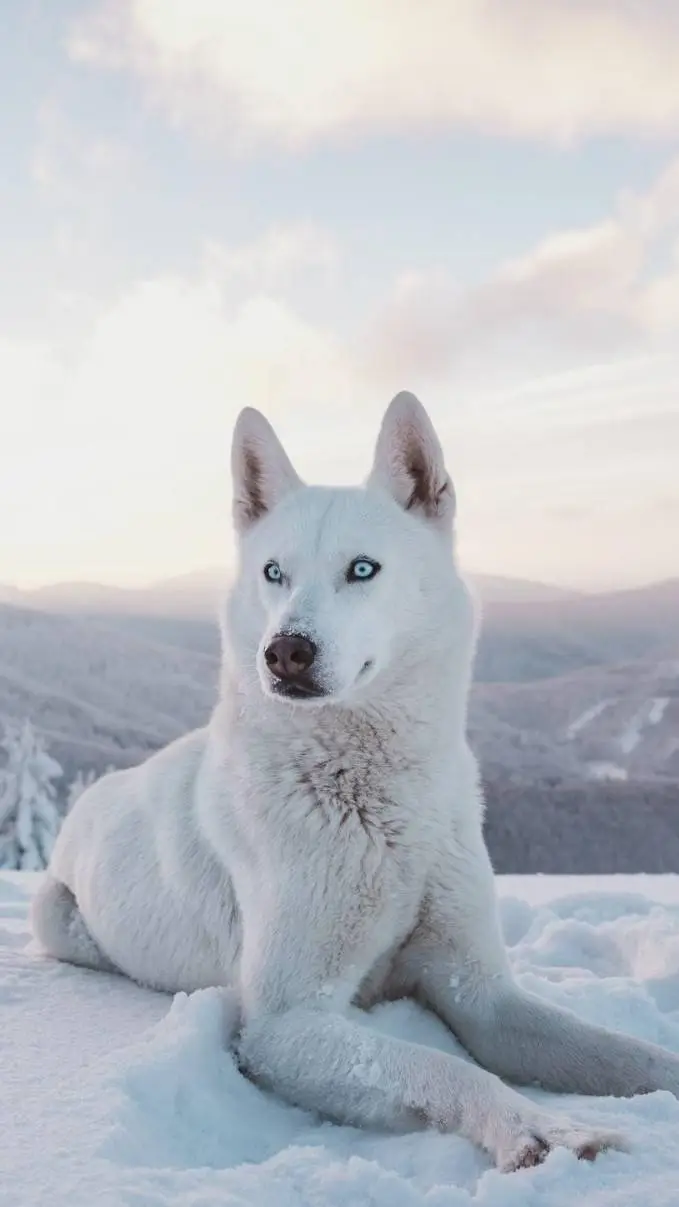ai character: Snow-the-Husky background