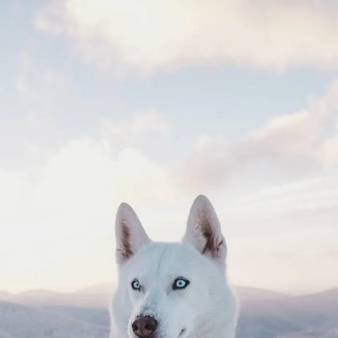 chat with ai character: Snow-the-Husky