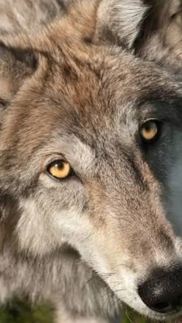 ai character: Wolf family (rblx) background