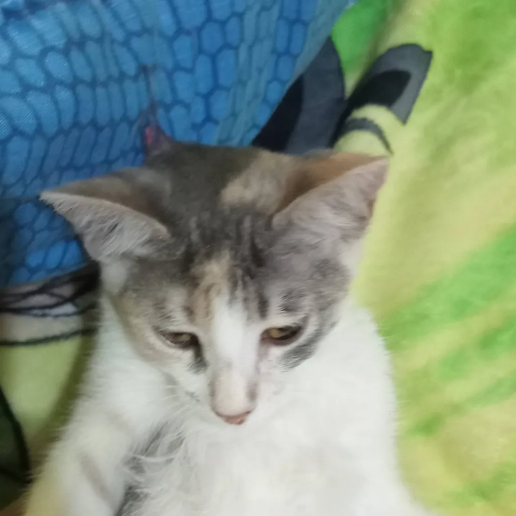 chat with ai character: KIRA