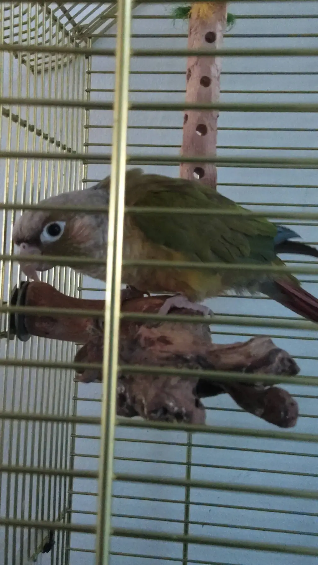 ai character: Parrot background